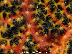 Coral Polyps by Adolfo Maciocco 